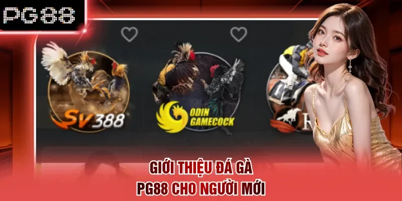 Giới thiệu đá gà PG88 cho người mới