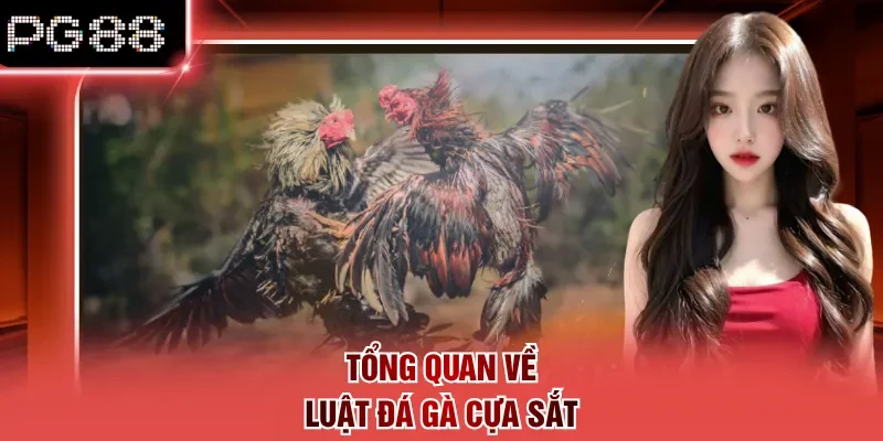 Tổng quan về luật đá gà cựa sắt